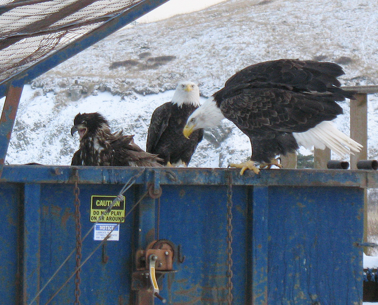 Dumpster_eagles.jpg