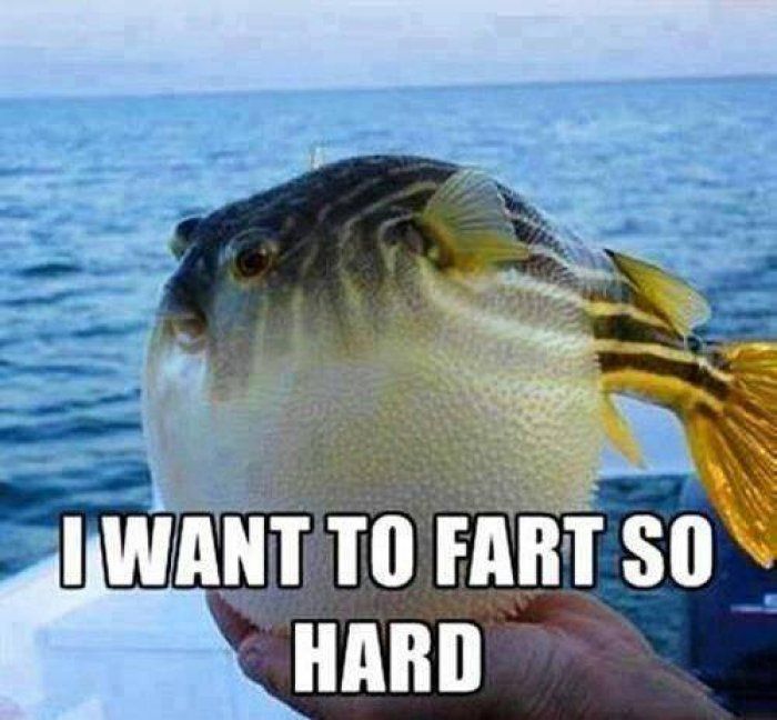 2e76f38893f57df7628311b21e8b95f6--funny-animal-animal-jokes.jpg