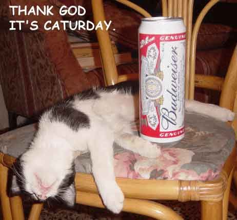 TGIcat.jpg