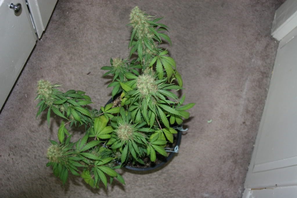 frosty052.jpg