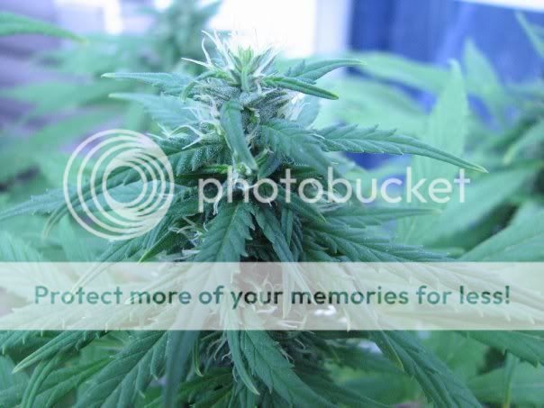 bud5.jpg