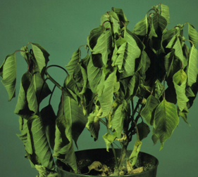 root-rot_1-281x252.png