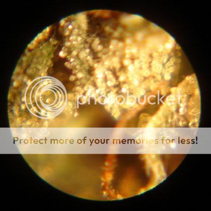 MACROSquat-001.jpg