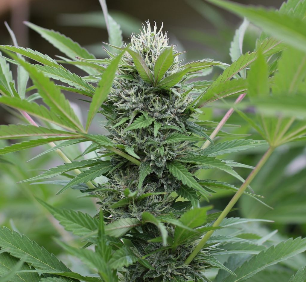 3c35f4ce.jpg