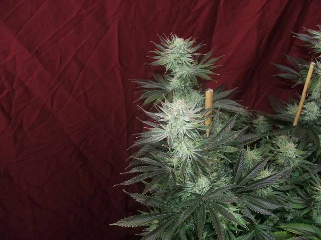 chernweekten2_zpsad8cdf62.jpg