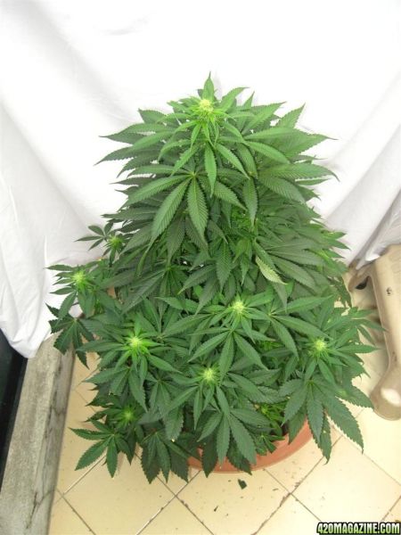 BB_CC_Grow_Update_Sep_13_6_.jpg