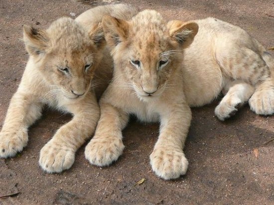 lion-cups-johannesburg.jpg