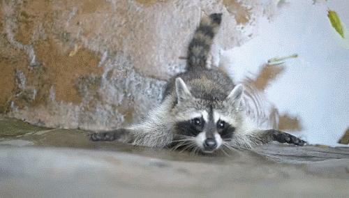giphy.gif