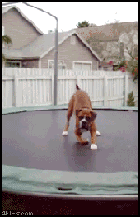 gifs_01.gif