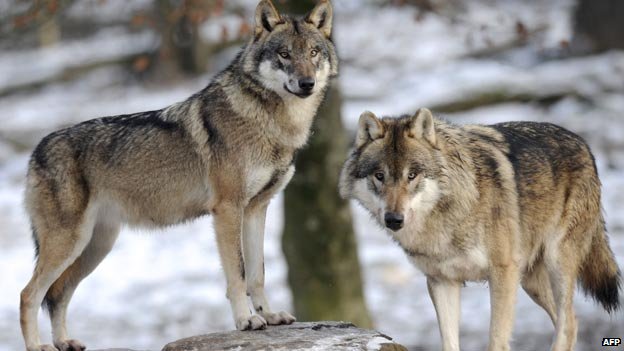 _71656757_wolvesafp.jpg