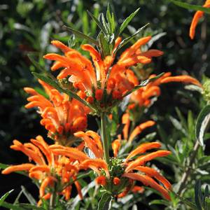 Leonotis_leonurus.jpg