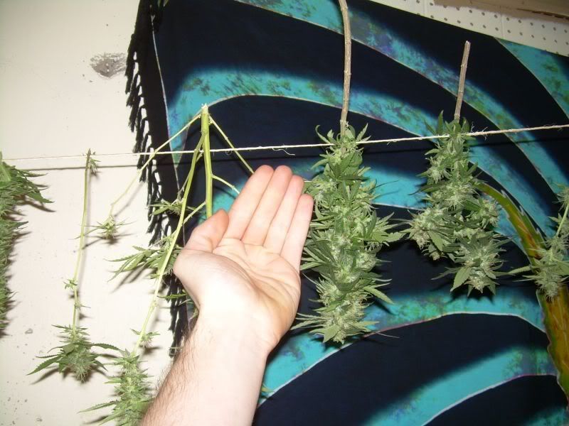harvest.jpg