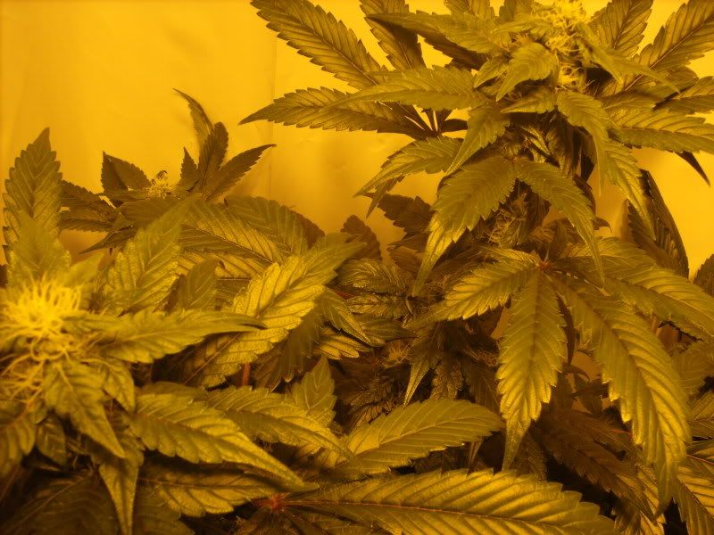 plants15005.jpg