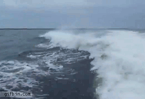 animals-being-dicks-gifs-dolphins.gif