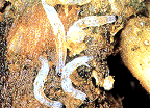 nematodes2.gif