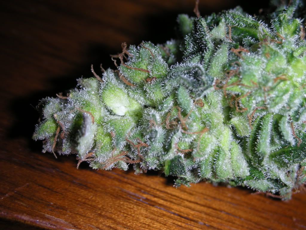 DSCN2531.jpg