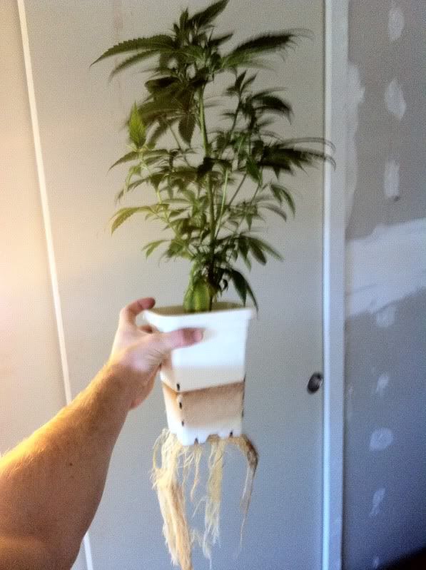 grow106.jpg