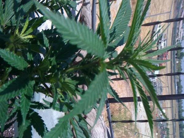 flowering_week_1.jpg
