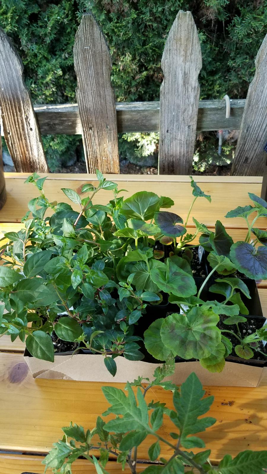 flowerstarts.jpg