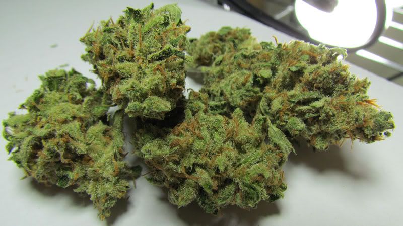 SourCream1.jpg