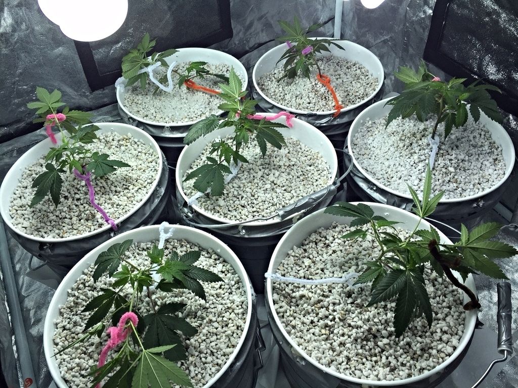 The20Sauce20Day2017_520110815_zpsfaajibm2.jpg