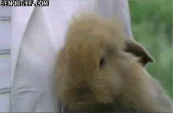 2VKoMw3vMkWB42TDbJle8g2.gif