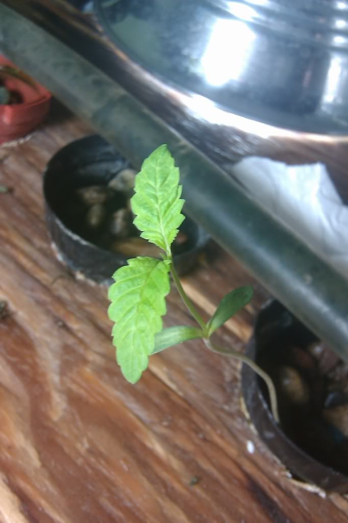 IMAG0226.jpg