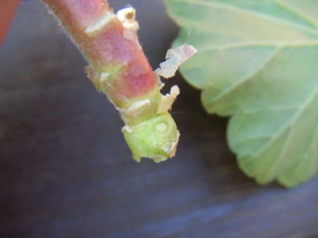 DSCF1383.jpg