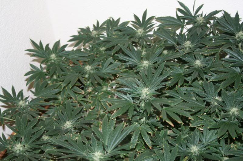 Day44Flowering002.jpg