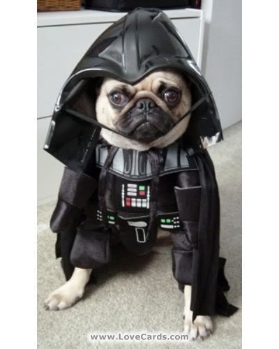 funny_animals_143.jpg
