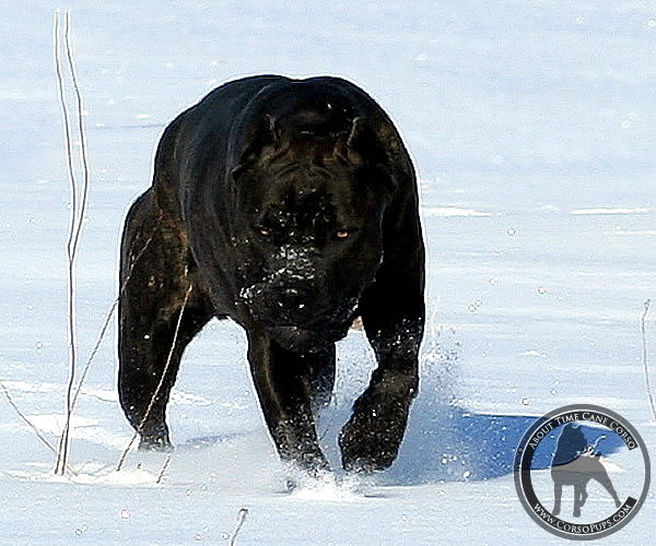 Chaos_CaneCorso_AboutTimeCausingChaos_1.jpg