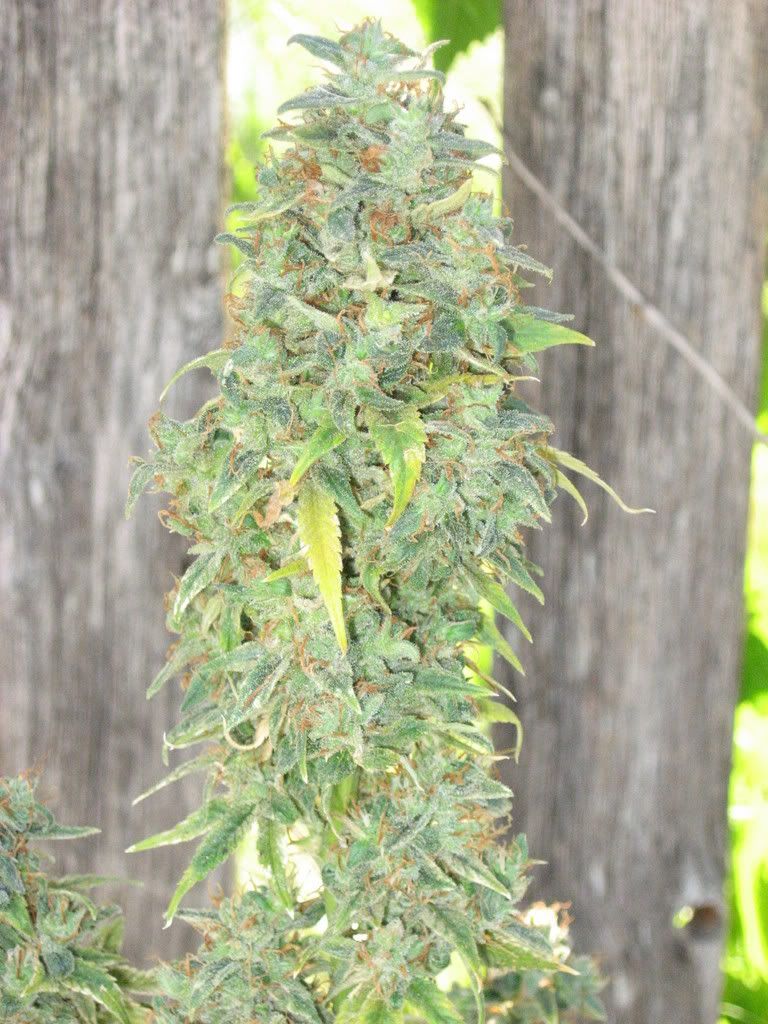 IMG_0736.jpg