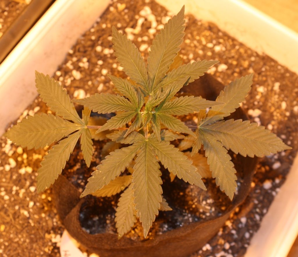 m49daysveg_zpsabce12c5.jpg