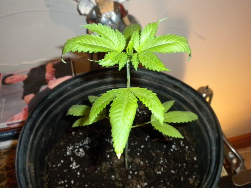 DSCN2112.jpg