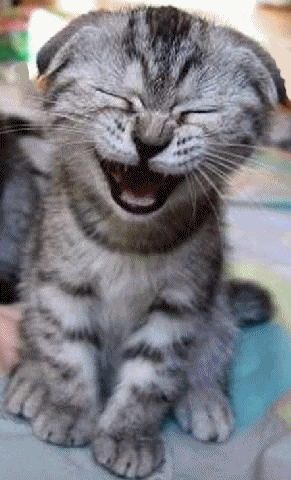 cat.jpg
