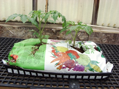 tomato-bag.jpg