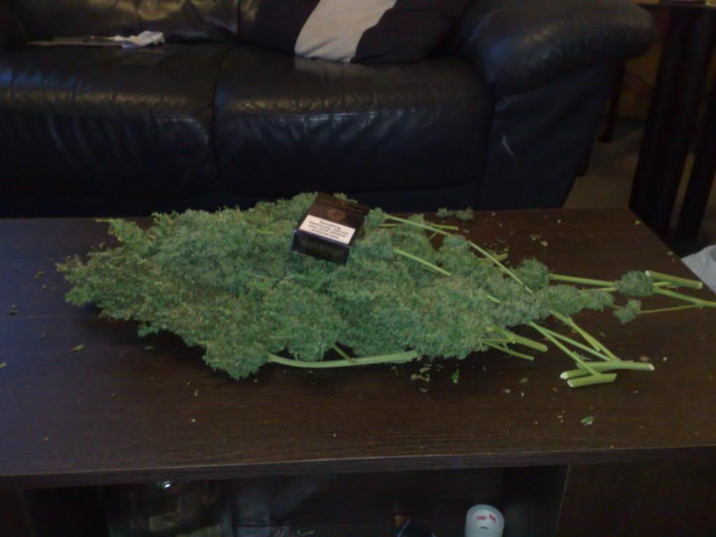 trim002.jpg