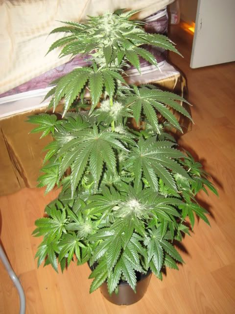 Plants007-1.jpg