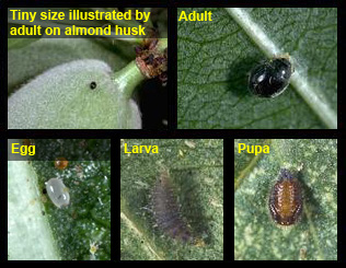 spider_mite_destroyer.jpg