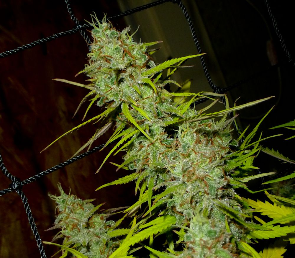 P1060807_zpsa832cbd0.jpg