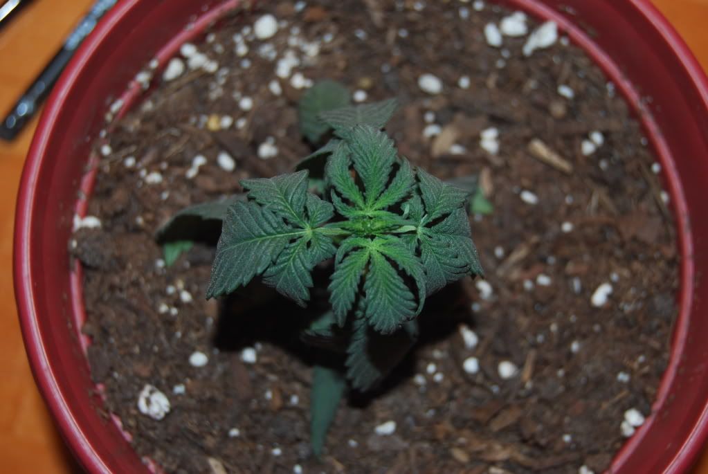 weedproblem001.jpg