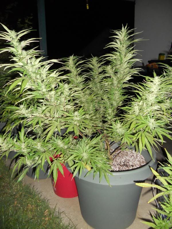 DSCN1279.jpg