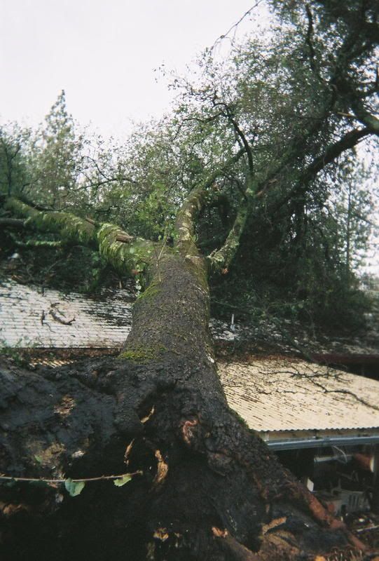 shirleystree2.jpg