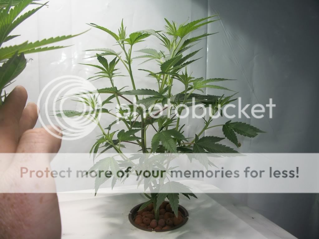 BubbaKushWeek5-1.jpg