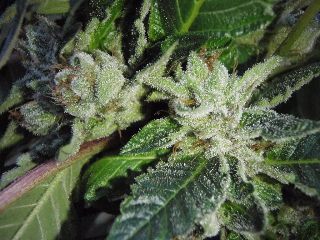 bkharvest3-3.jpg