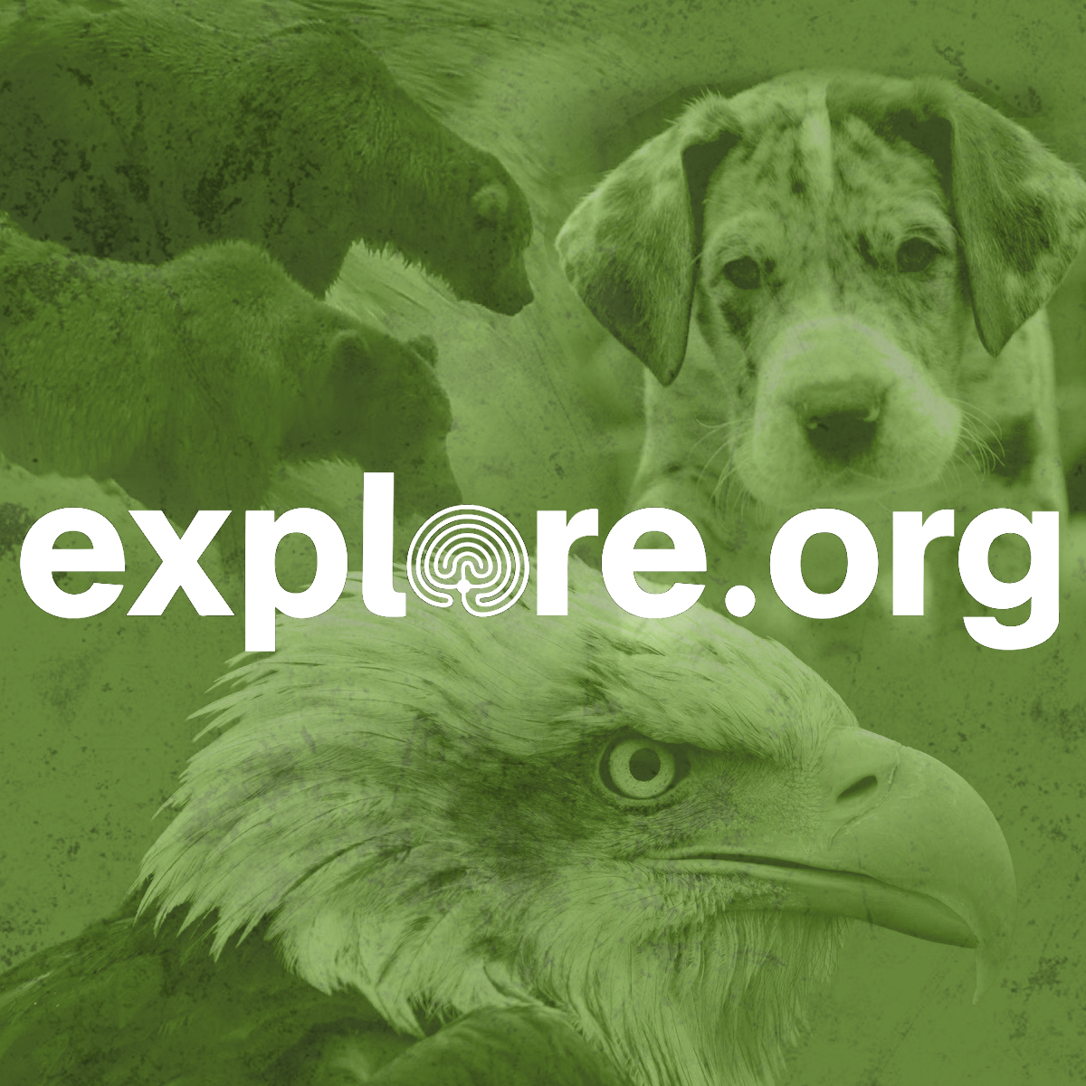 explore.org