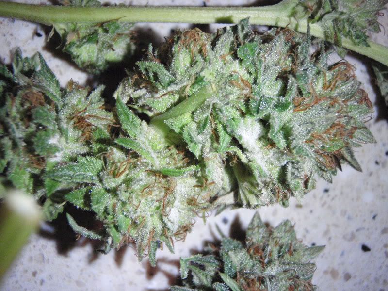 bkharvest2june26-10.jpg