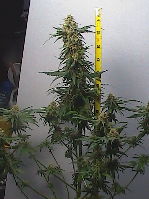 7-6-09029.jpg