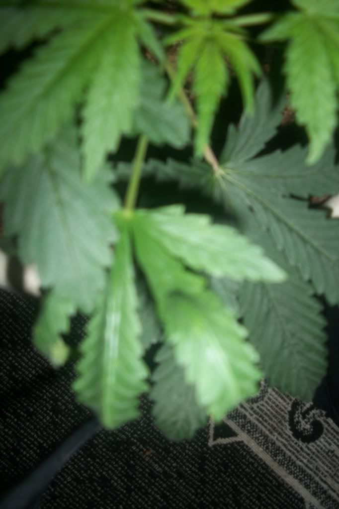 100_0705.jpg