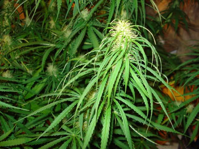 TSSLifeofPlant027.jpg